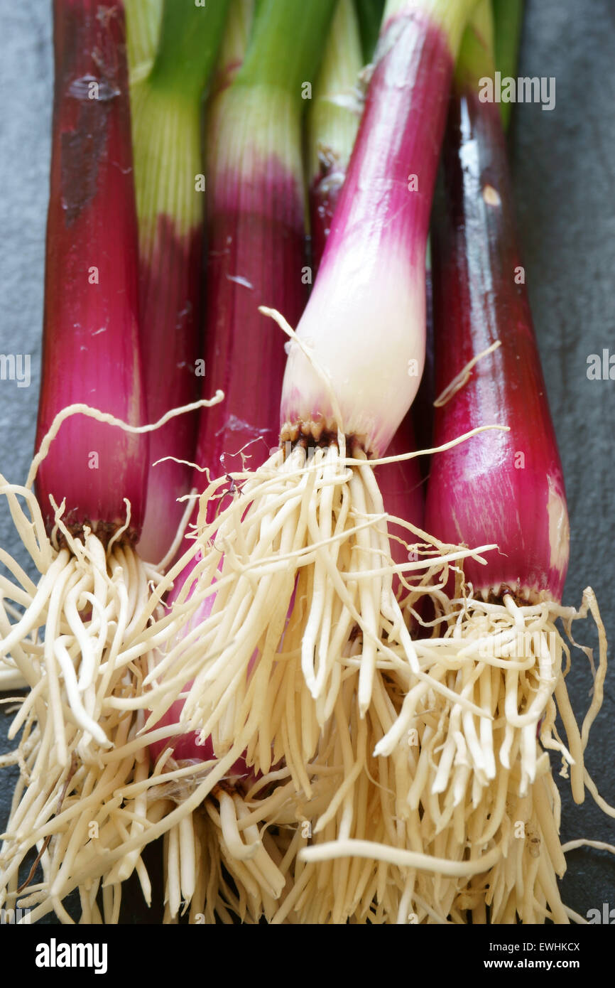 Close up of red scallions on a cutting board Stock Photo