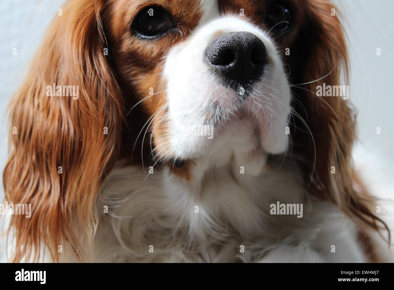 Brown and white King Charles spaniel with attitude looking straight into camera Stock Photo