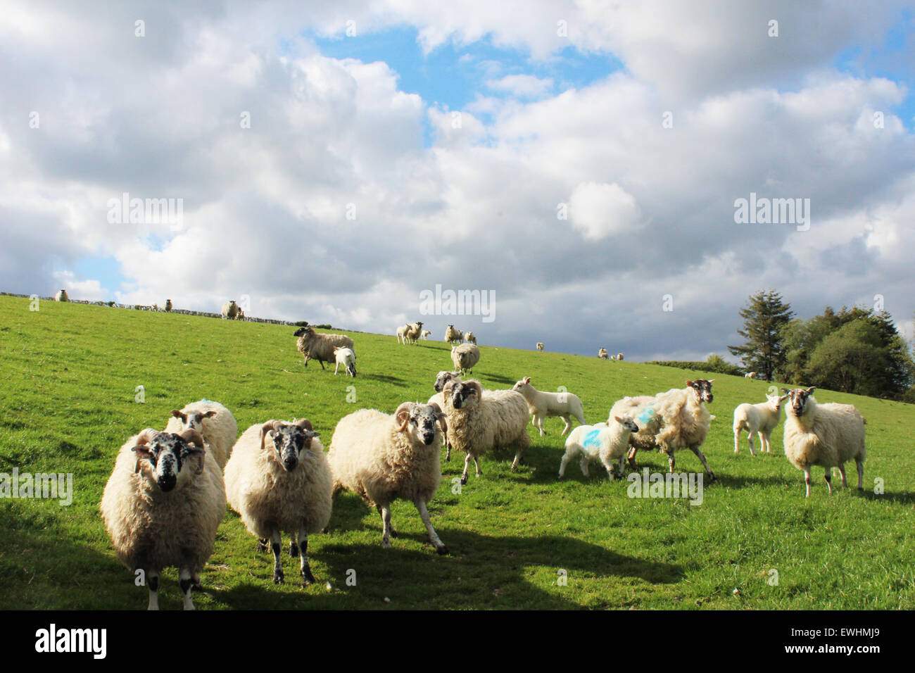 Welsh white happy sheep in fields on a sunny day l Stock Photo
