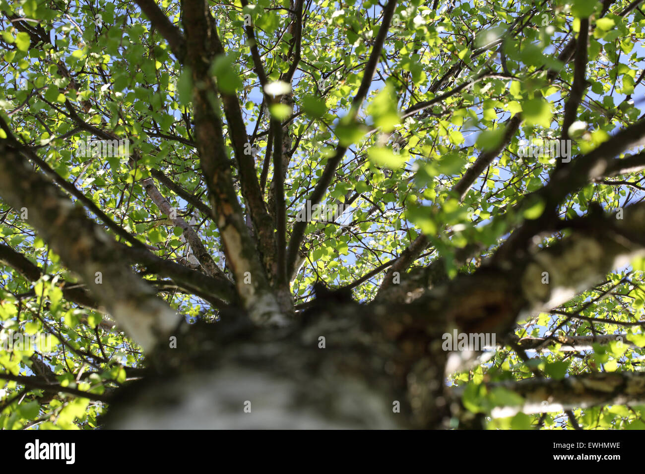 Birch trees and branches closeup Stock Photo Alamy