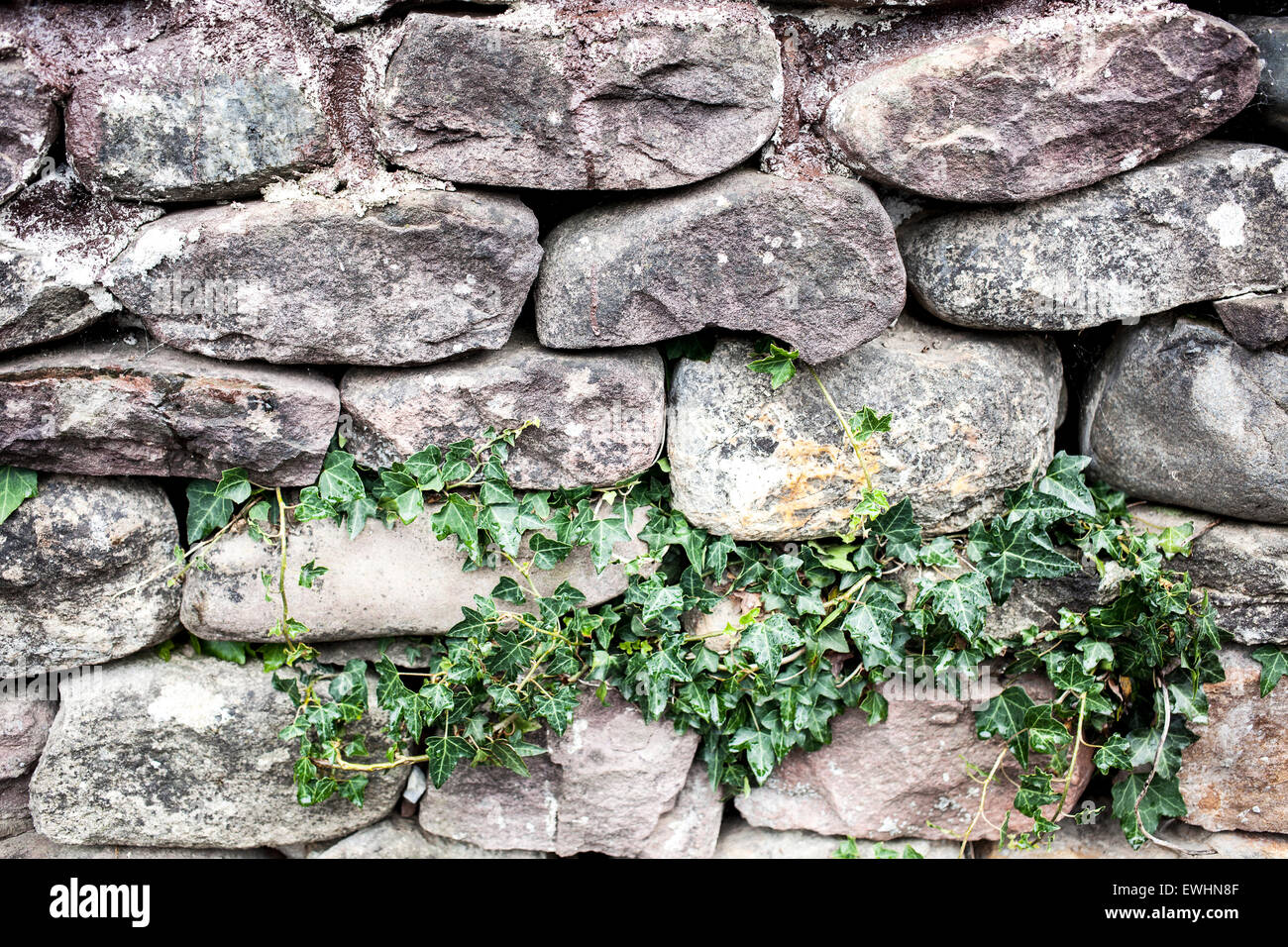 Climbing plants on stone wall hi-res stock photography and images - Alamy