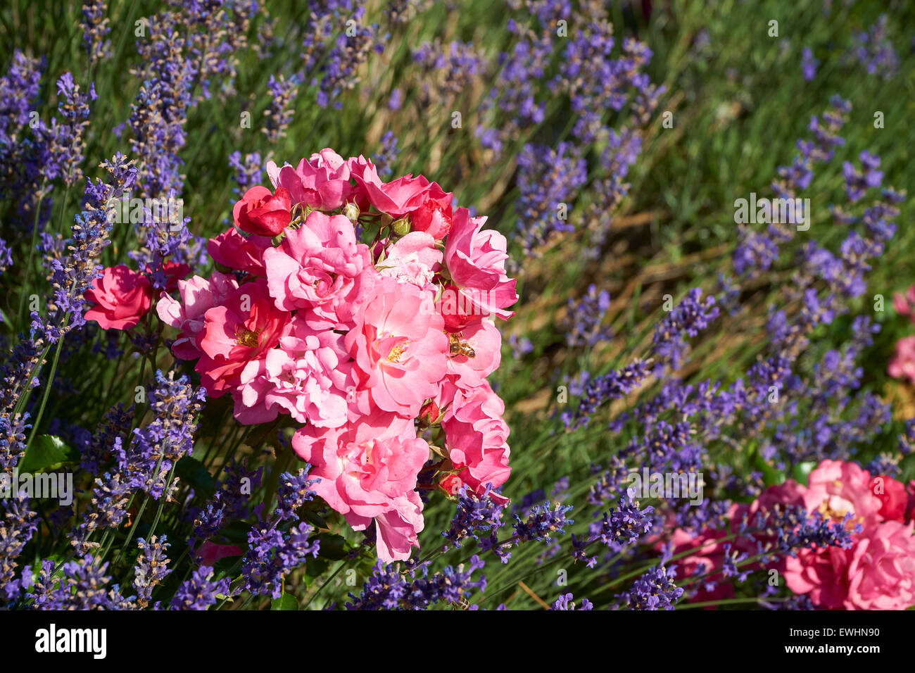 Lavender head hi-res stock photography and images - Page 24 - Alamy