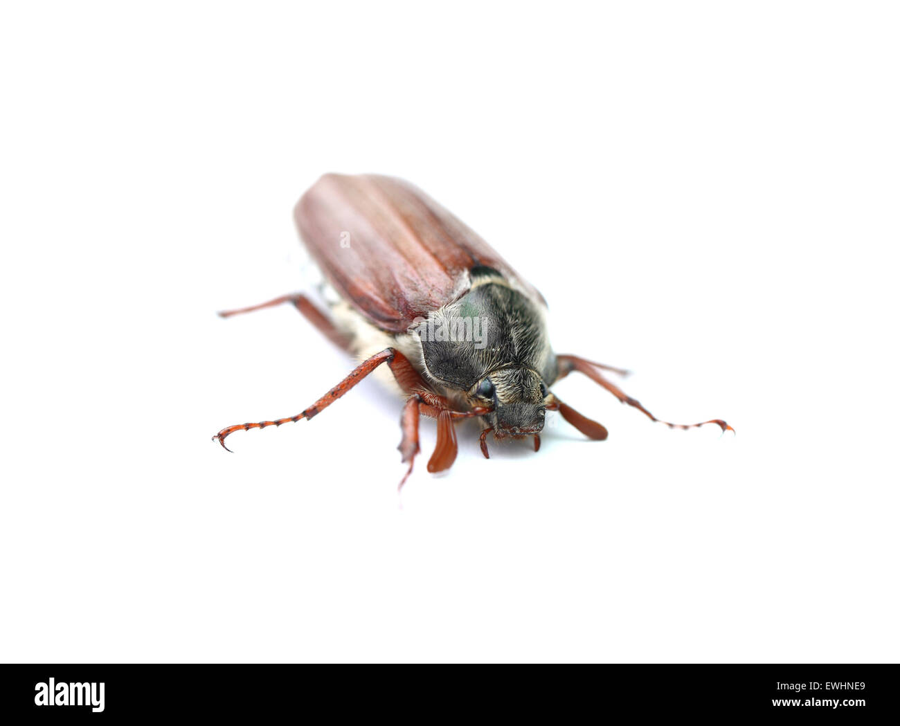 chafer closeup isolated on a white background Stock Photo