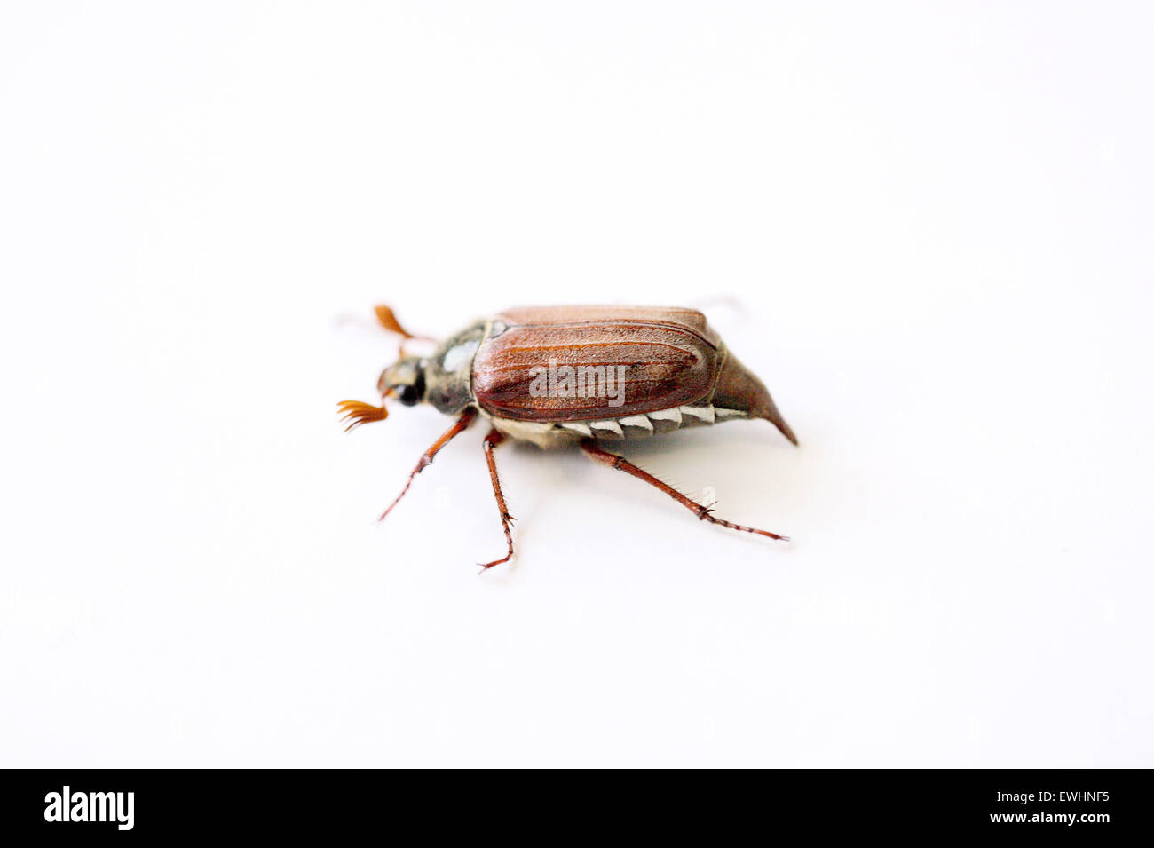 chafer closeup isolated on a white background Stock Photo