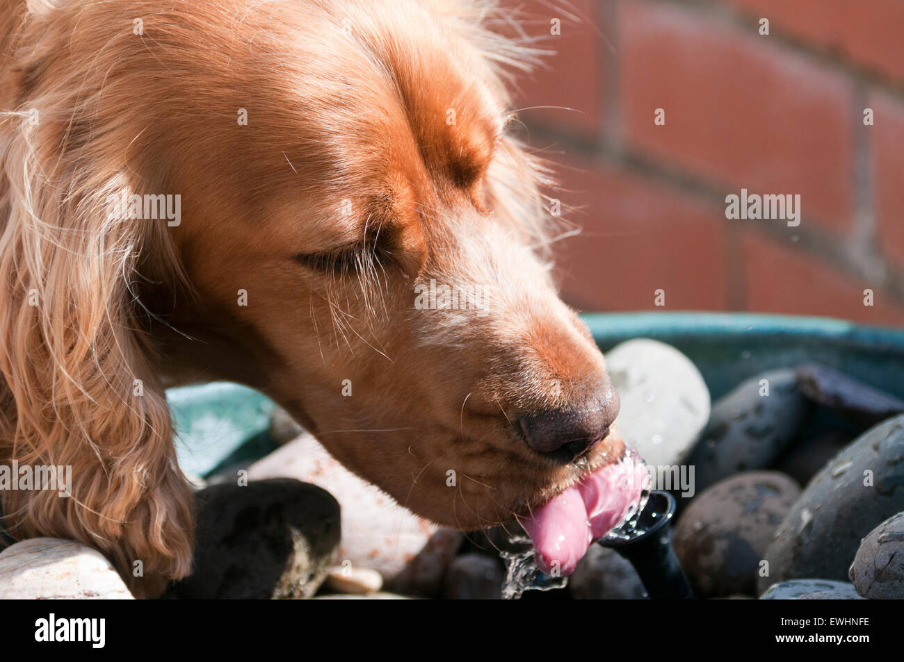 Sprocker drinking from garden fountain Stock Photo