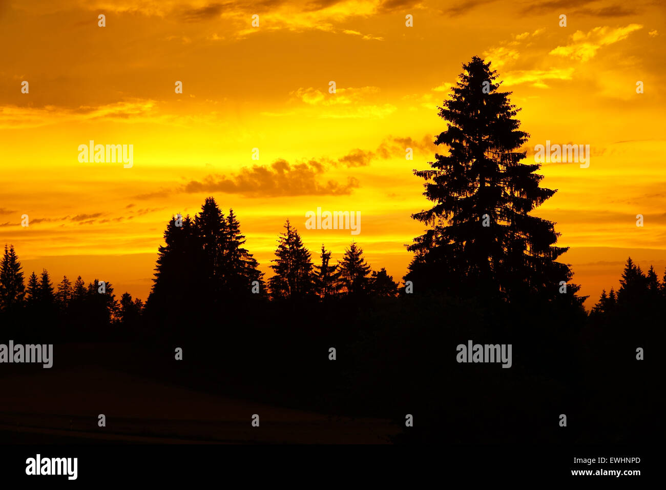Beautiful sunset with golden colors and silhouettes of trees in the ...