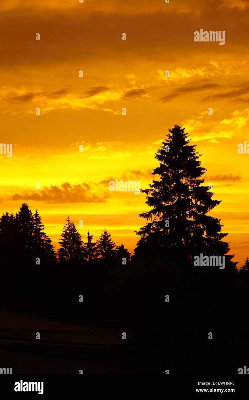 Beautiful sunset with golden colors and silhouettes of trees in the ...