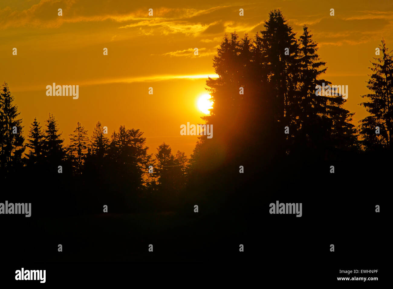 Beautiful sunset with golden colors and silhouettes of trees in the ...