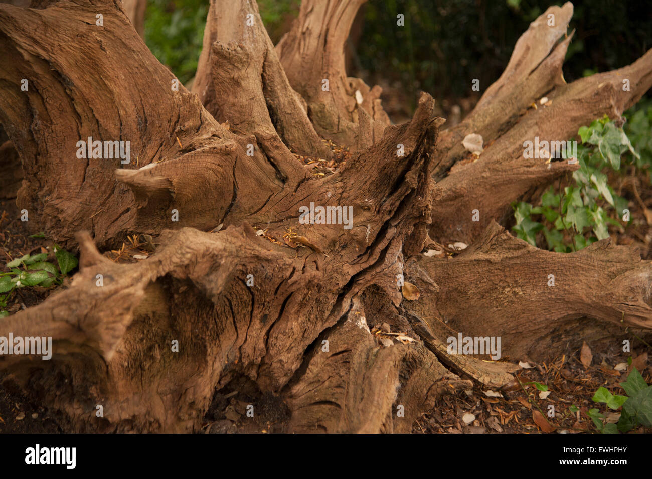weathered tree root in garden with dark ivy leaves in background. Stock Photo