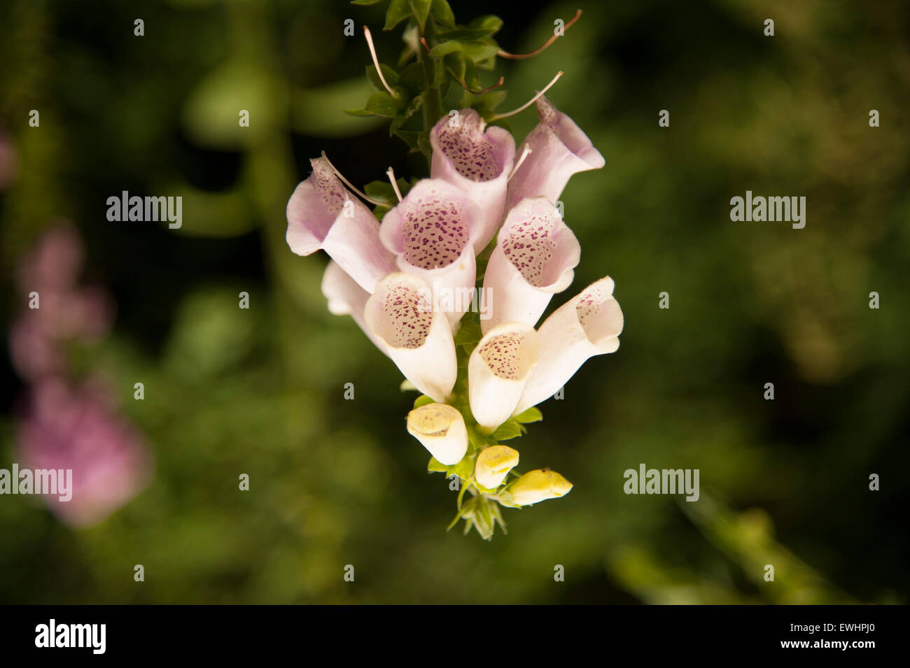 Top section of pink  and  yellow foxglove in garden Stock Photo