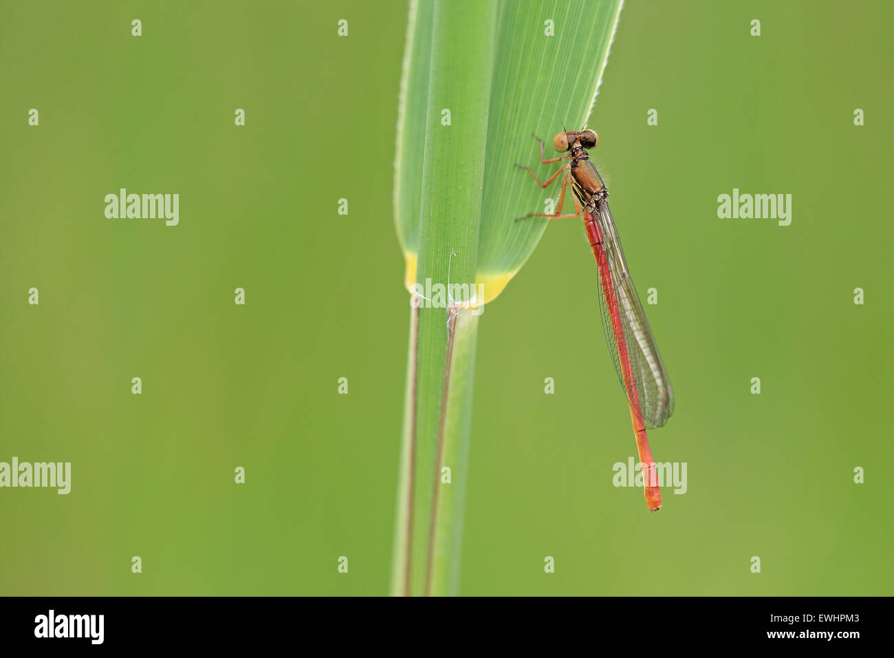Small Red Damsel Damselfly (Ceriagrion tenellum Stock Photo - Alamy