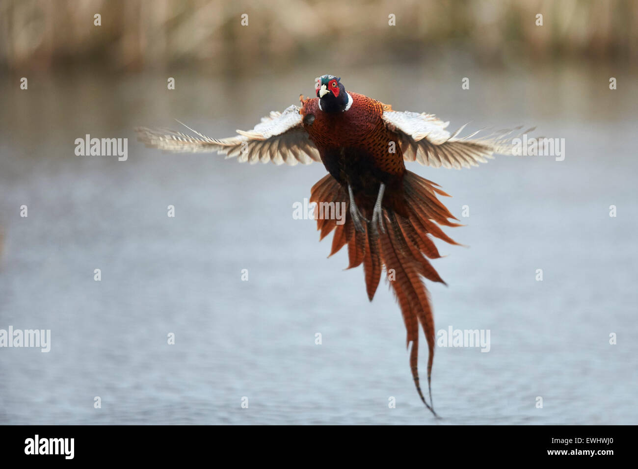 Rooster pheasant flying across water towards camera Stock Photo