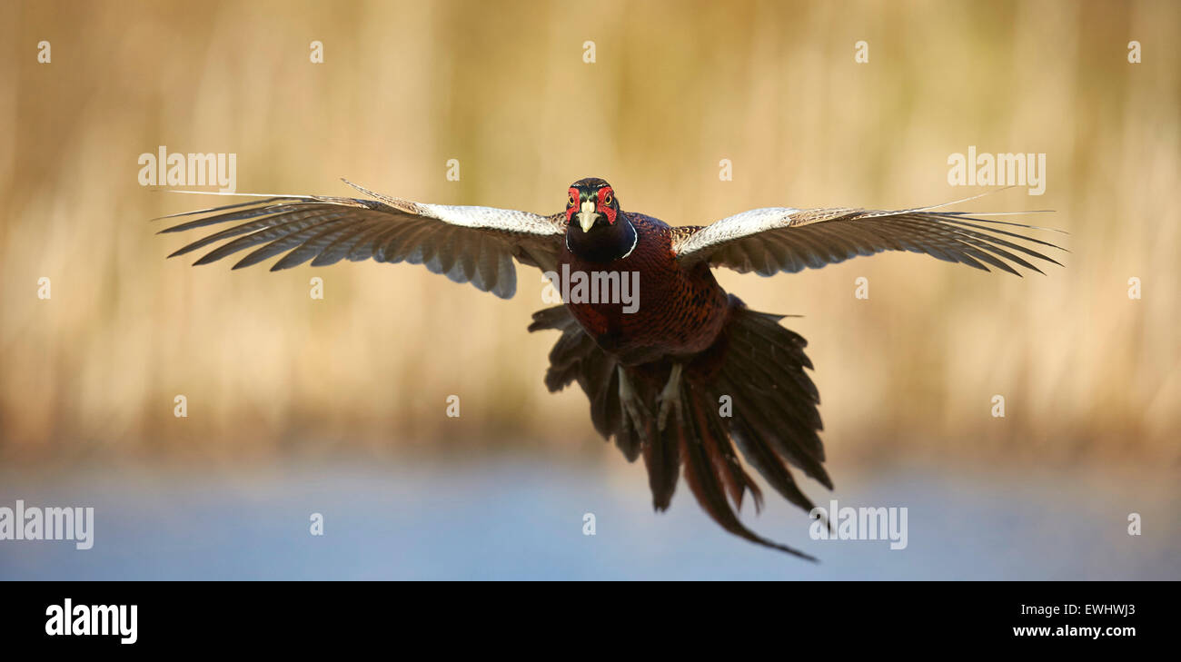 Rooster pheasant flying straight towards the camera in evening sunlight Stock Photo