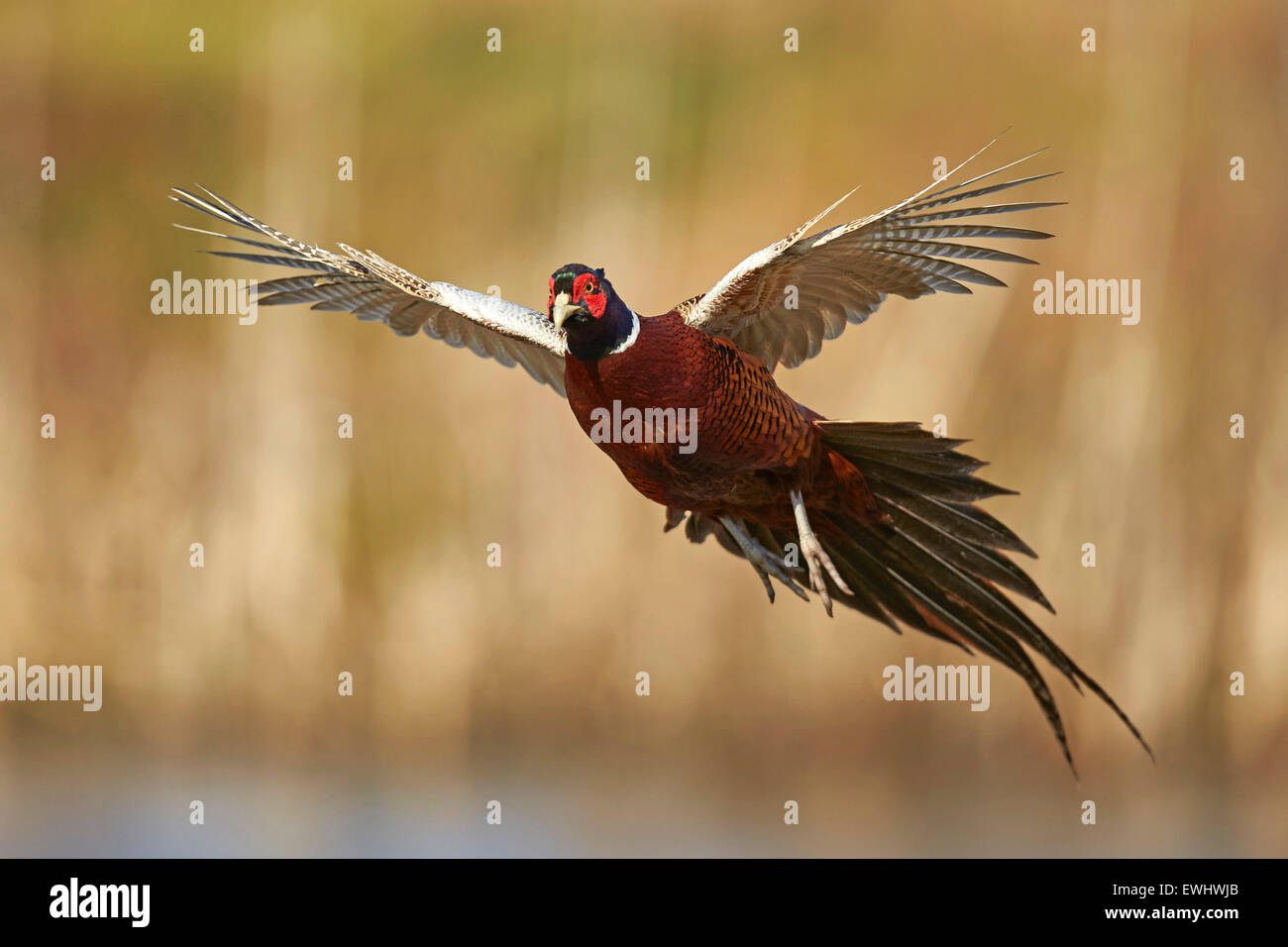 Rooster pheasant in flight in rich evening sunshine Stock Photo