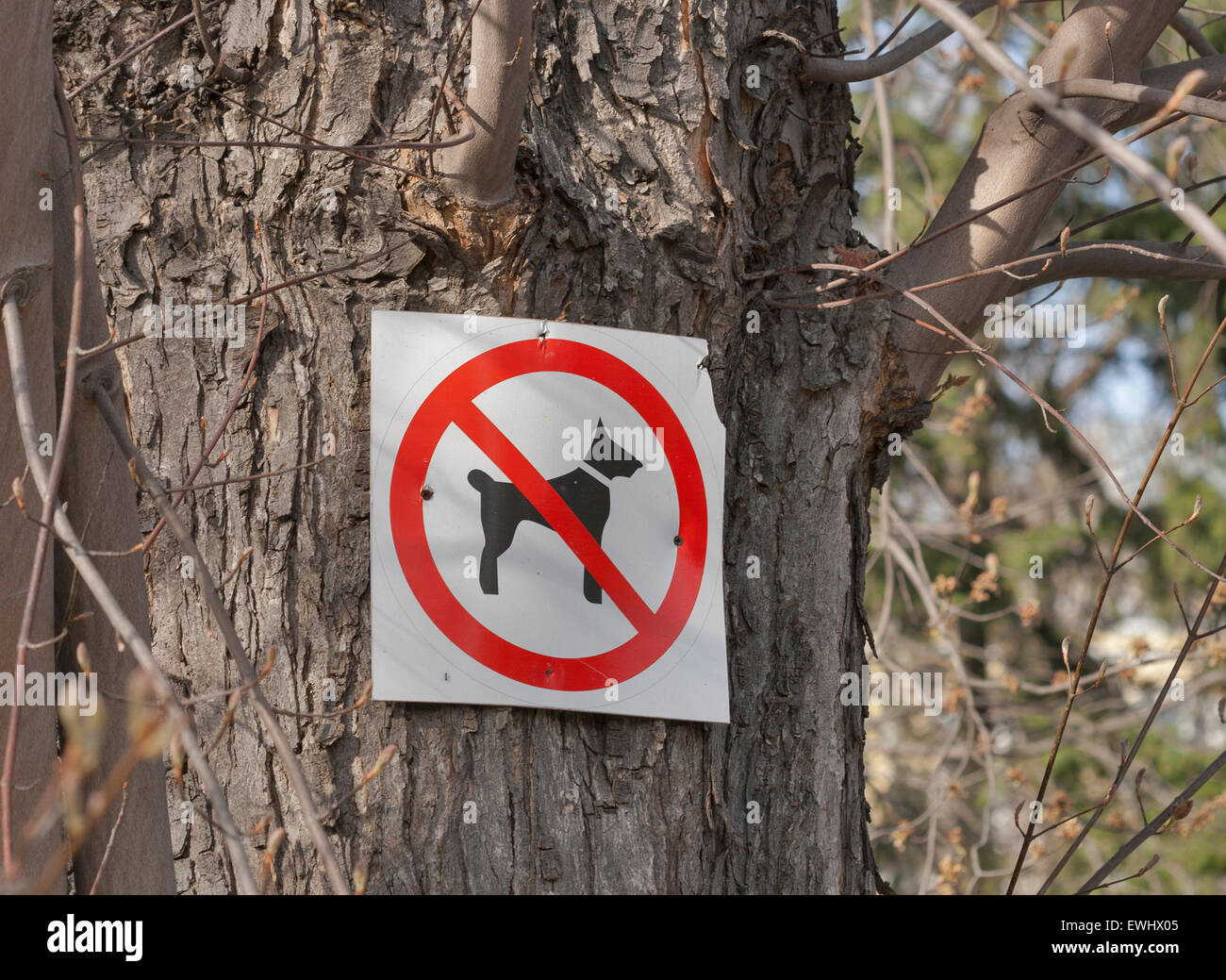 No dogs plate on the tree in the park Stock Photo