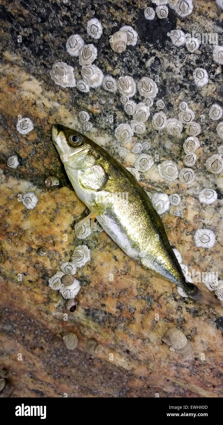 Gasterosteus aculeatus, Three-spined stickleback.  The photo was taken in the Kandalaksha Gulf of the White Sea. Russia, Murmans Stock Photo
