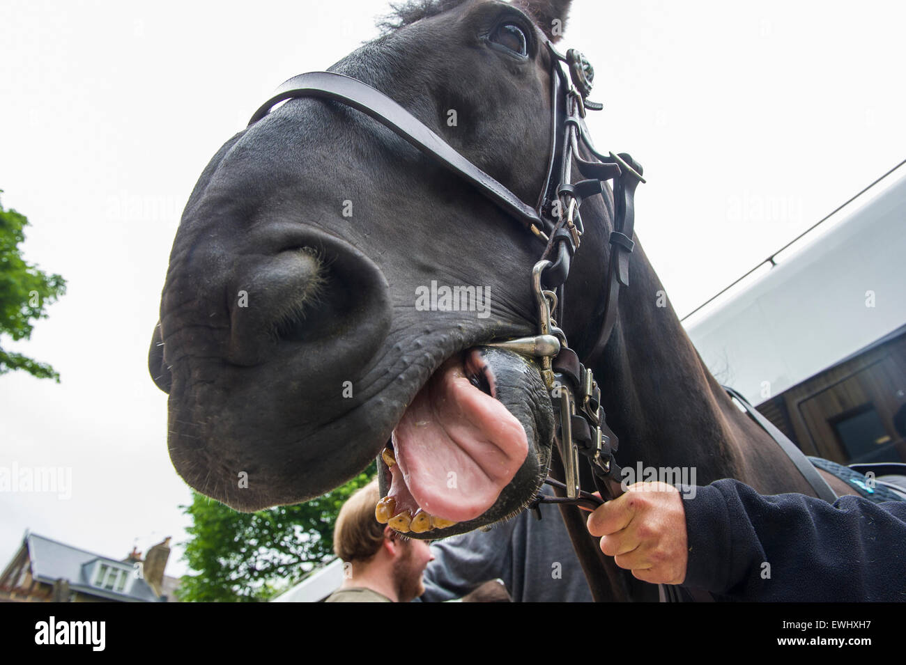 A police horse sticks it's tongue out at the camera Stock Photo Alamy