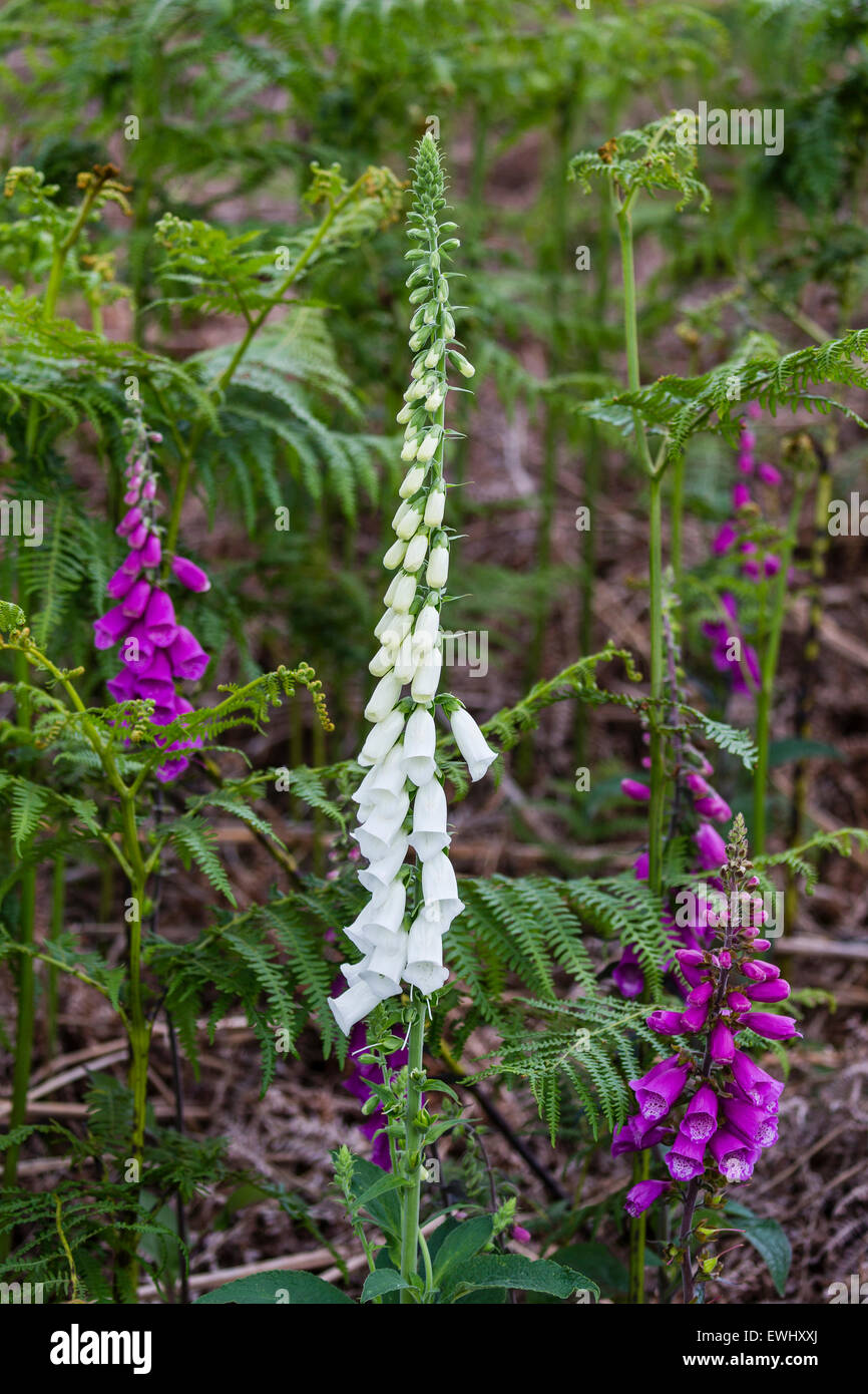 Digitalis Drug
