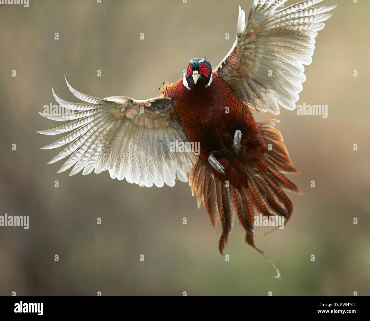 Cock pheasant rooster flying towards the camera Stock Photo