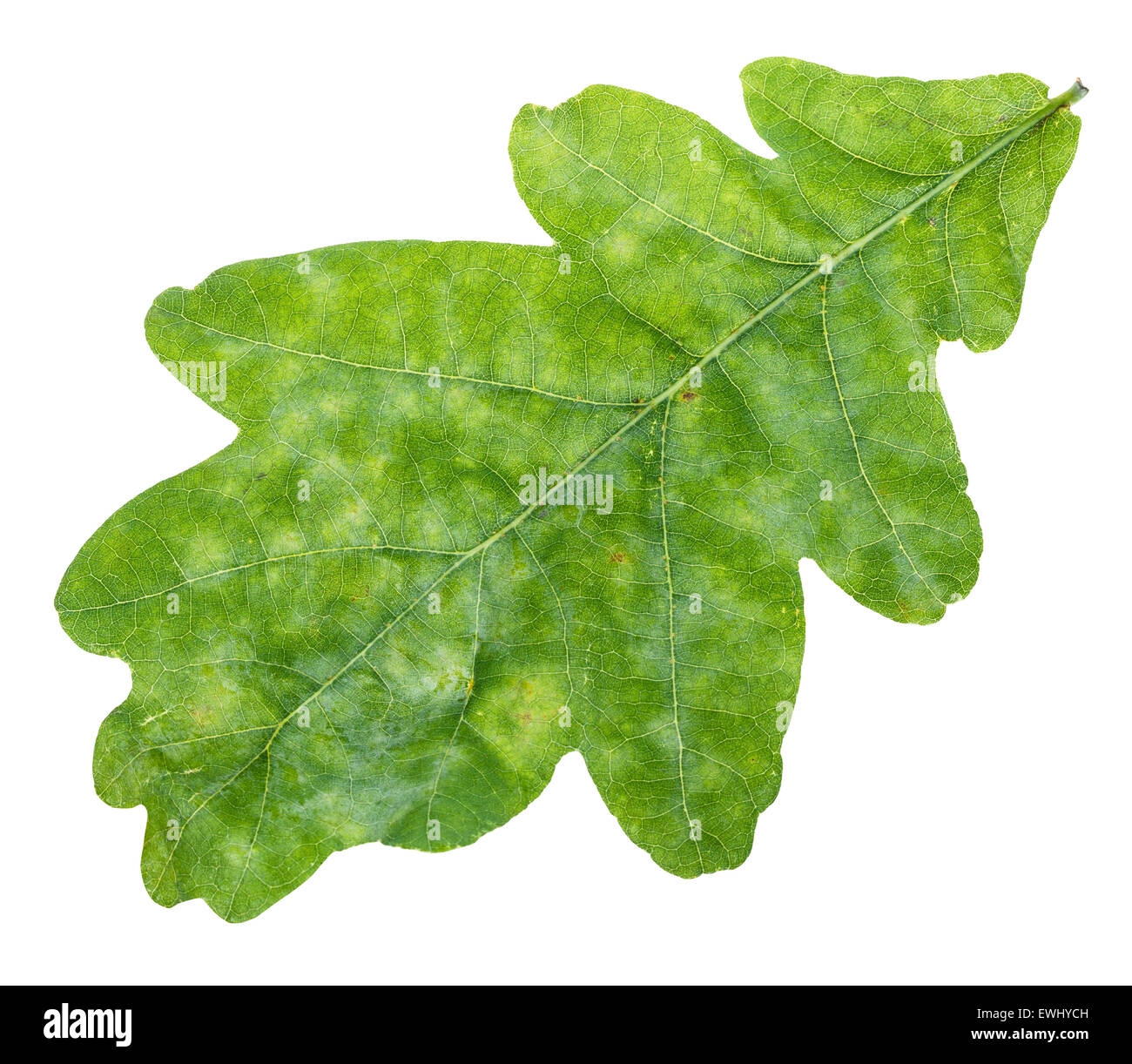 fresh green oak leaf close up isolated on white background Stock Photo ...