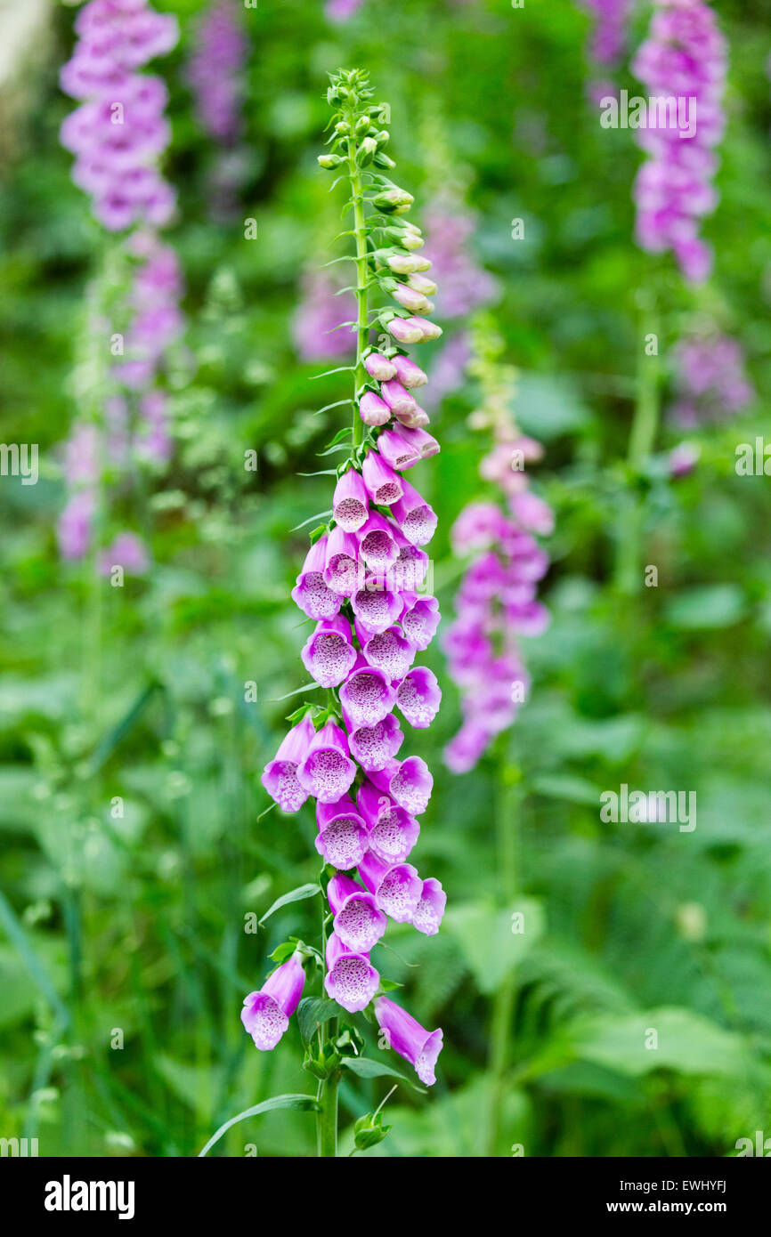 Digitalis Drug