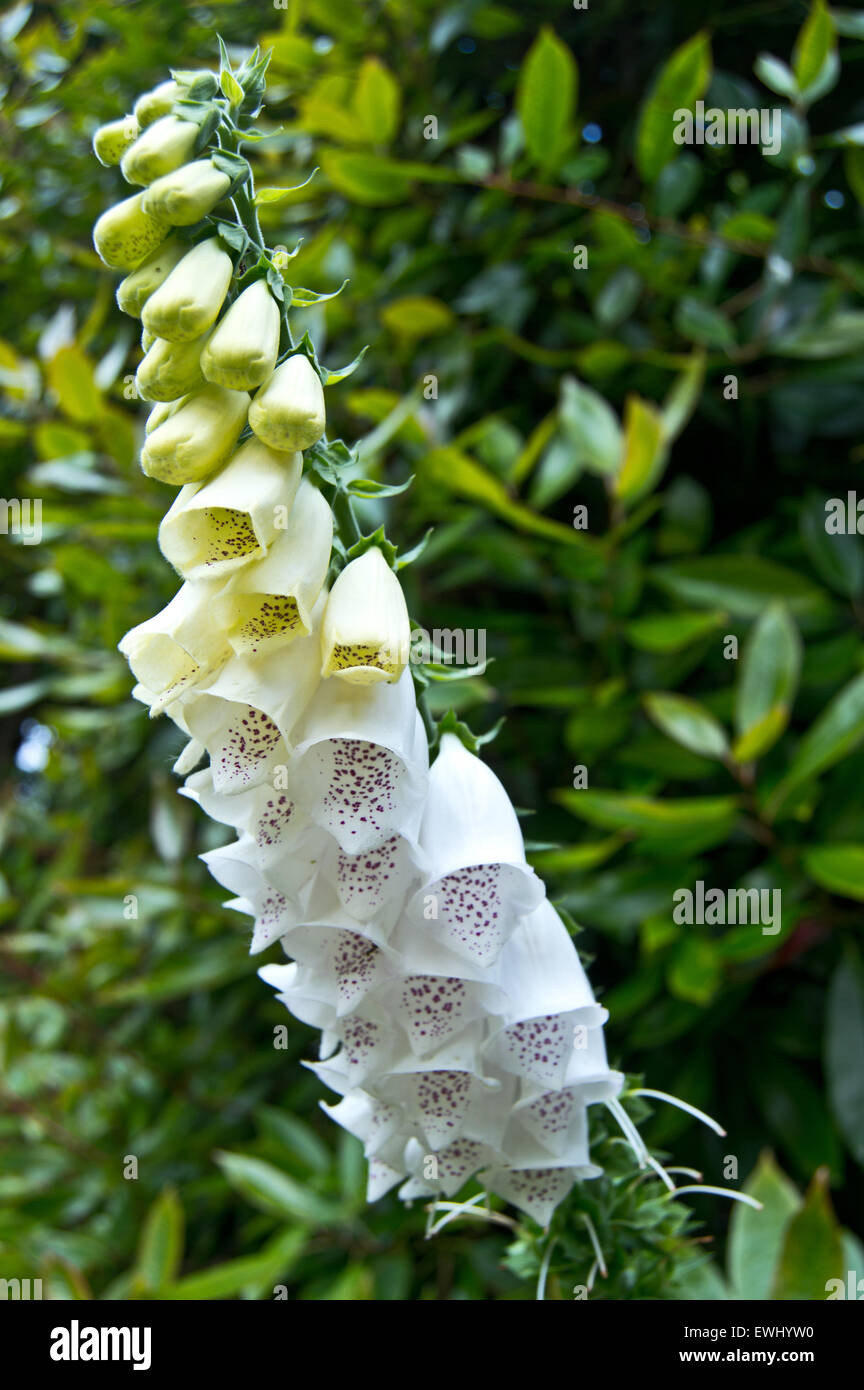 White foxglove (Digitalis purpurea f. albiflora Stock Photo Alamy
