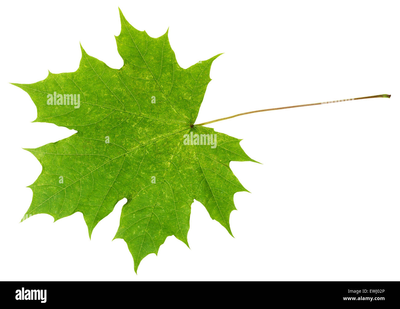 natural green maple leaf isolated on white background Stock Photo - Alamy