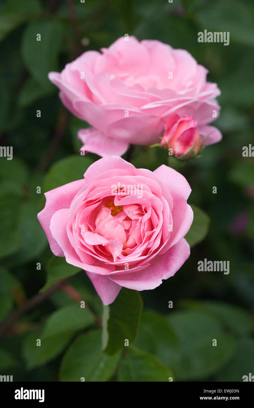 Pink shrub rose in an English garden Stock Photo - Alamy