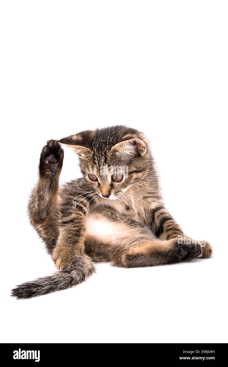 gray tabby kitten raising his hind leg looks at the tail on a white background Stock Photo