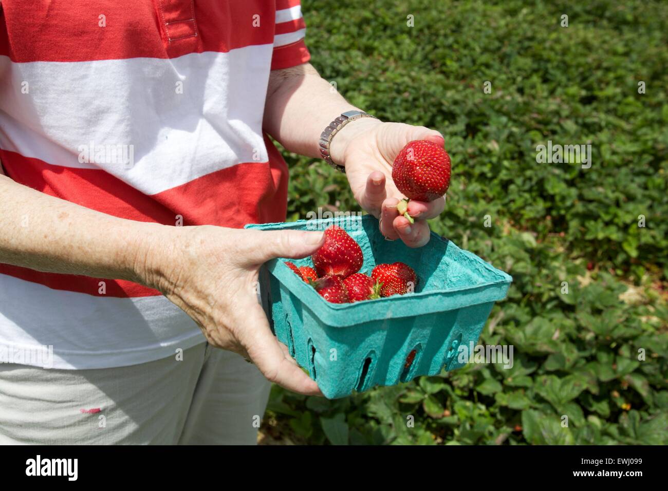Woman holding carton of freshly picked strawberries at Bowman's Orchard Stock Photo