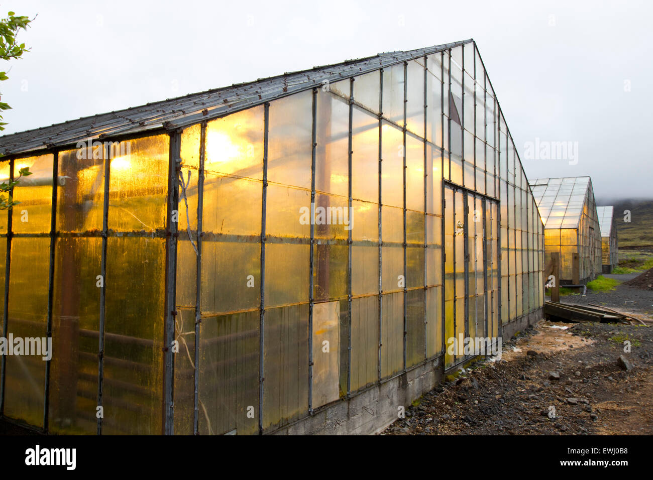 illuminated greenhouses heated by geothermal energy for growing tomatoes Hveragerdi iceland Stock Photo
