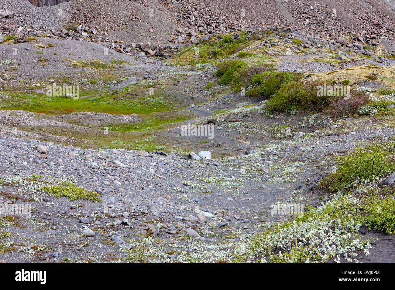 empty kettle hole rock formations filling with moss and plants left behind by glacier Iceland Stock Photo