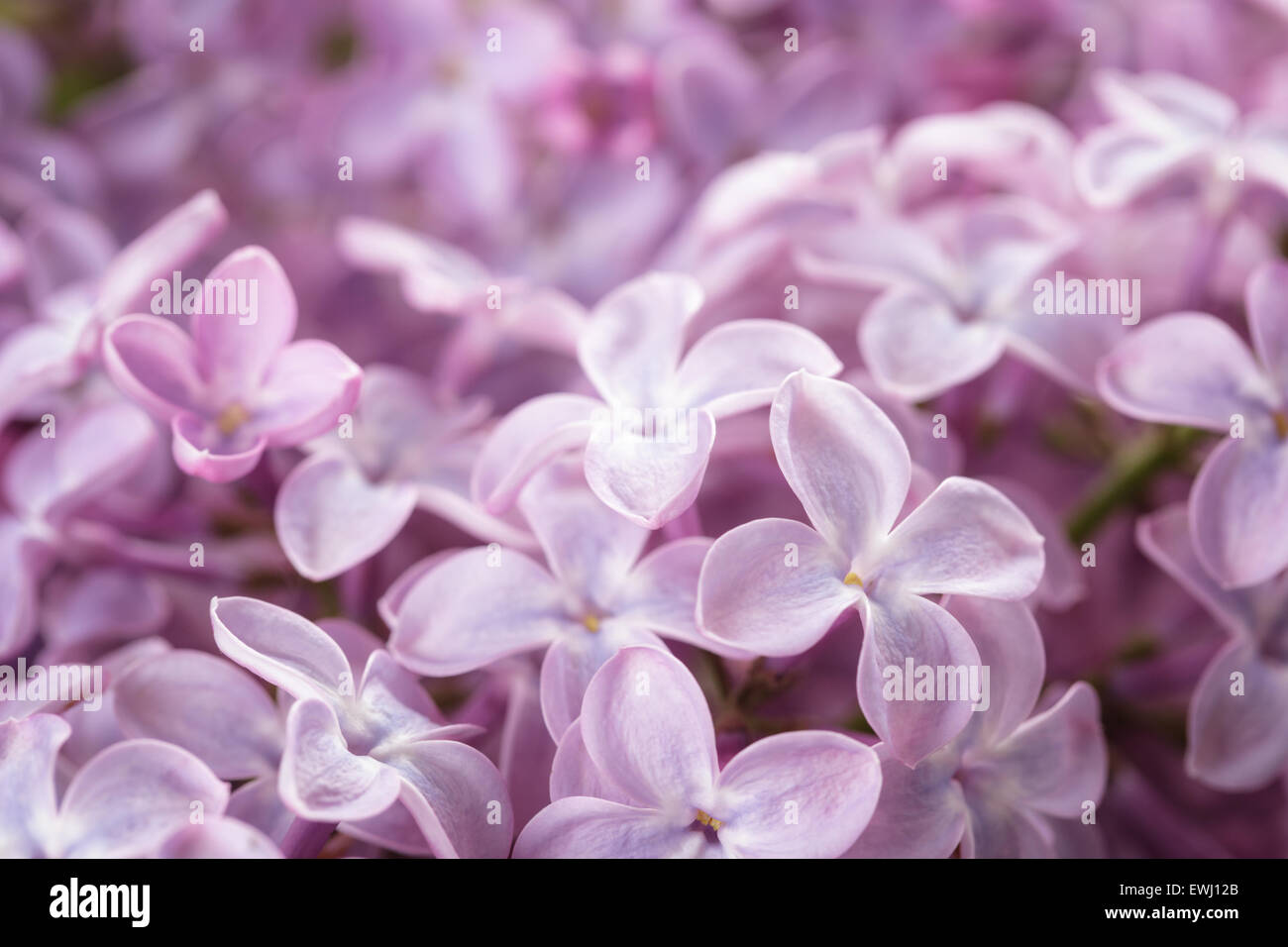 macro photo of purple lilac flowers Stock Photo - Alamy