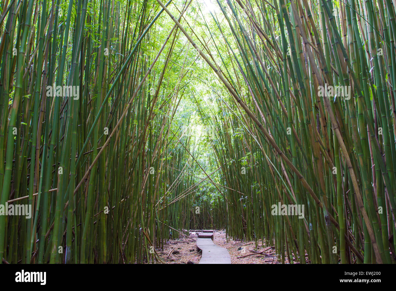 Jungle Path in Maui, Hawaii Stock Photo Alamy