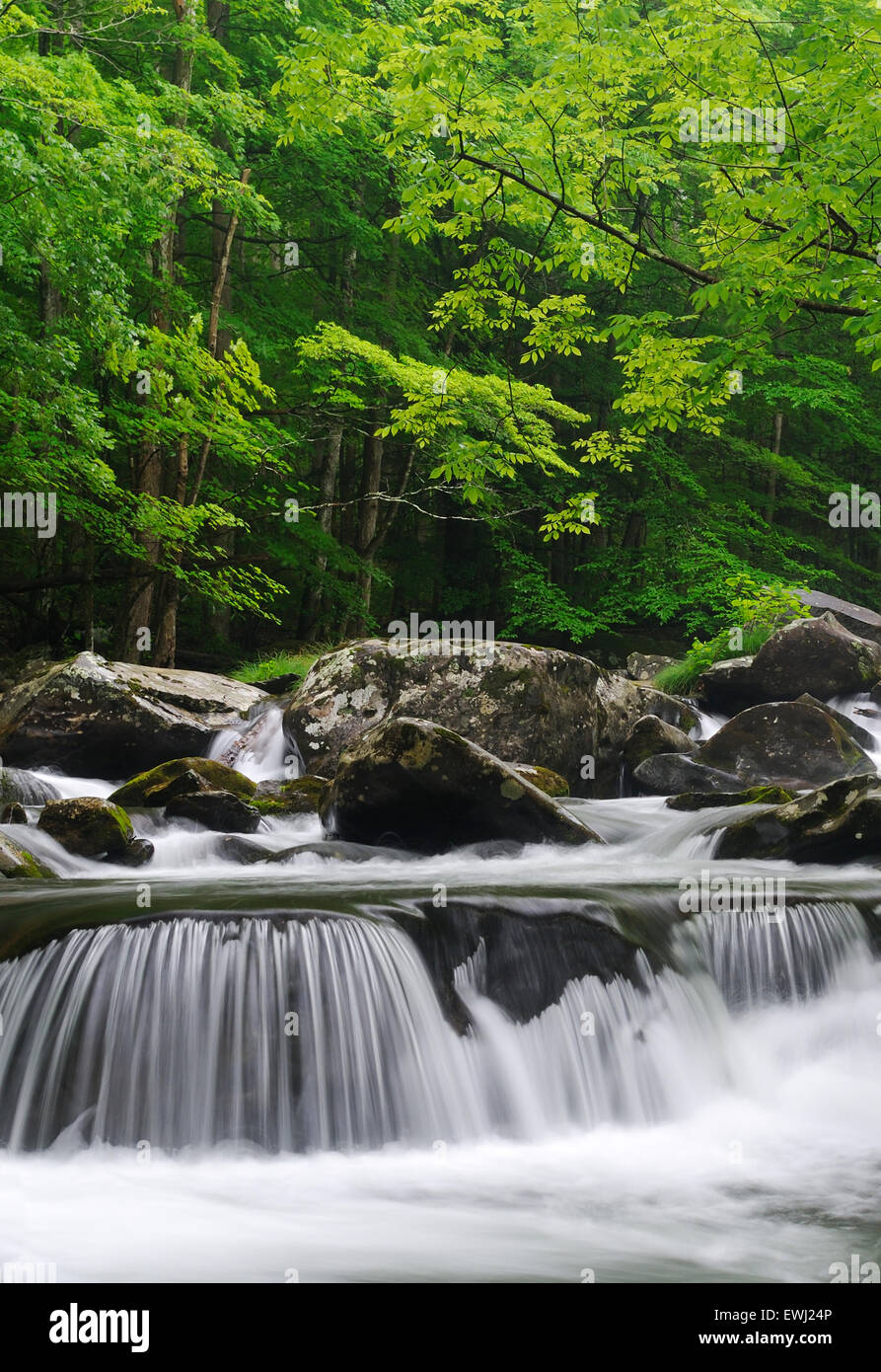 Large Cascade in the middle prong of the Little Pigeon River in Tremont of Great Smoky Mountains National Park, Tennessee, USA Stock Photo