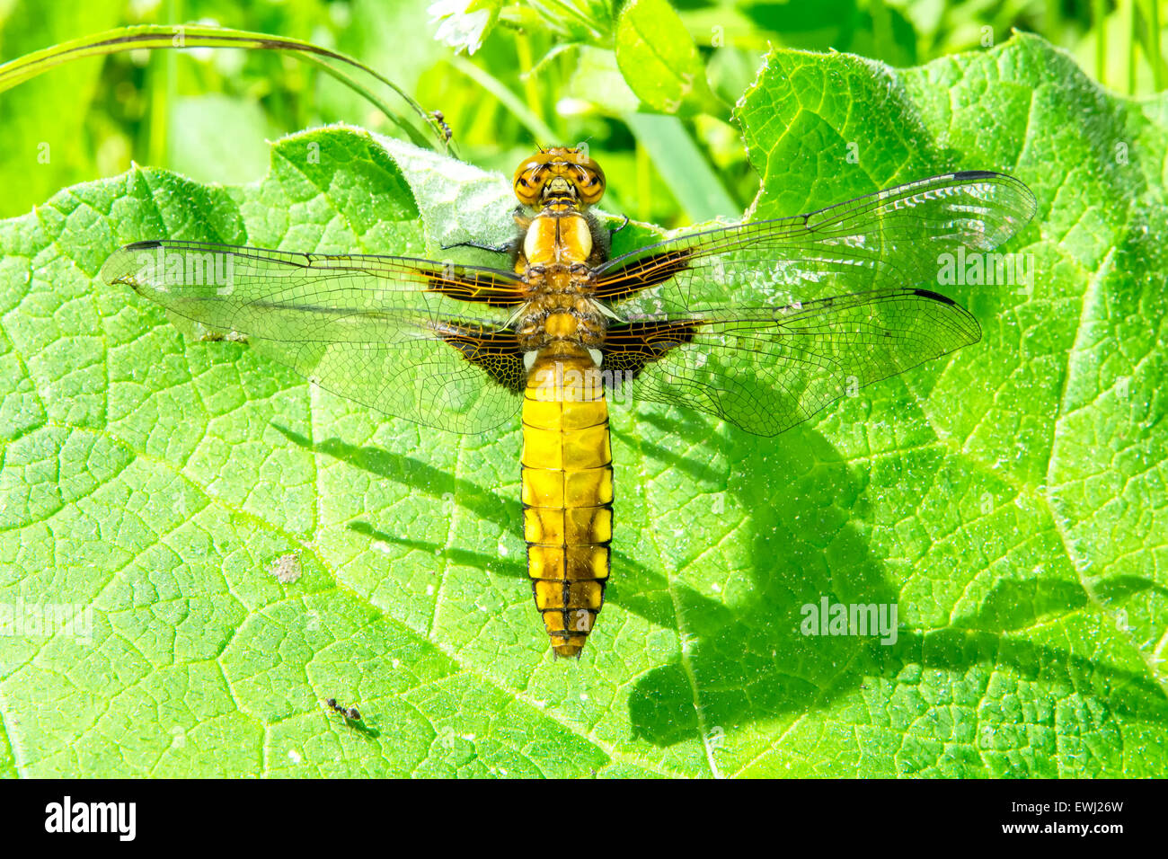 Dragonfly sitting on a green leaf Stock Photo - Alamy