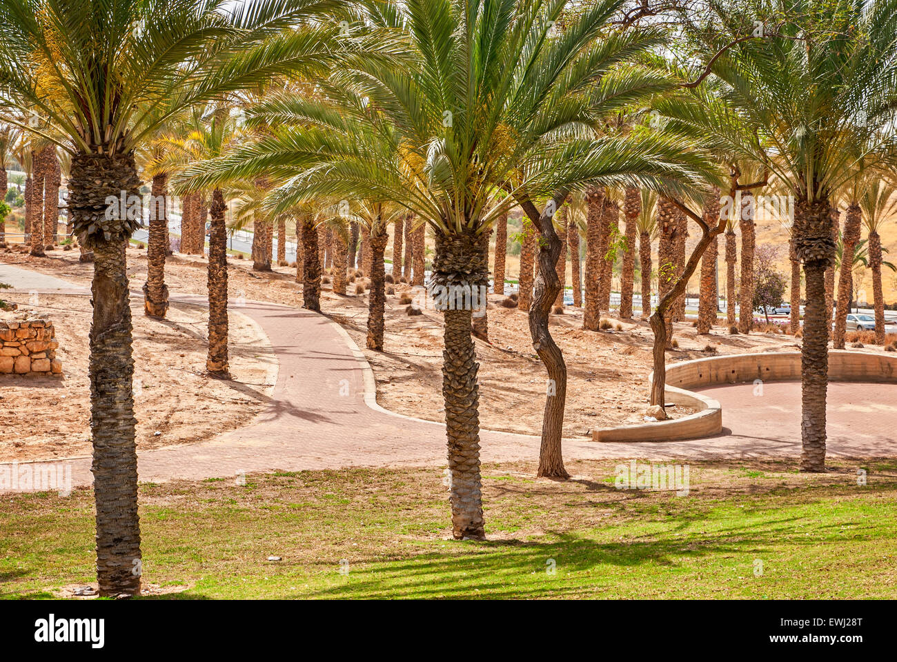 Garden with palm trees and walkway in a beautiful park Stock Photo - Alamy