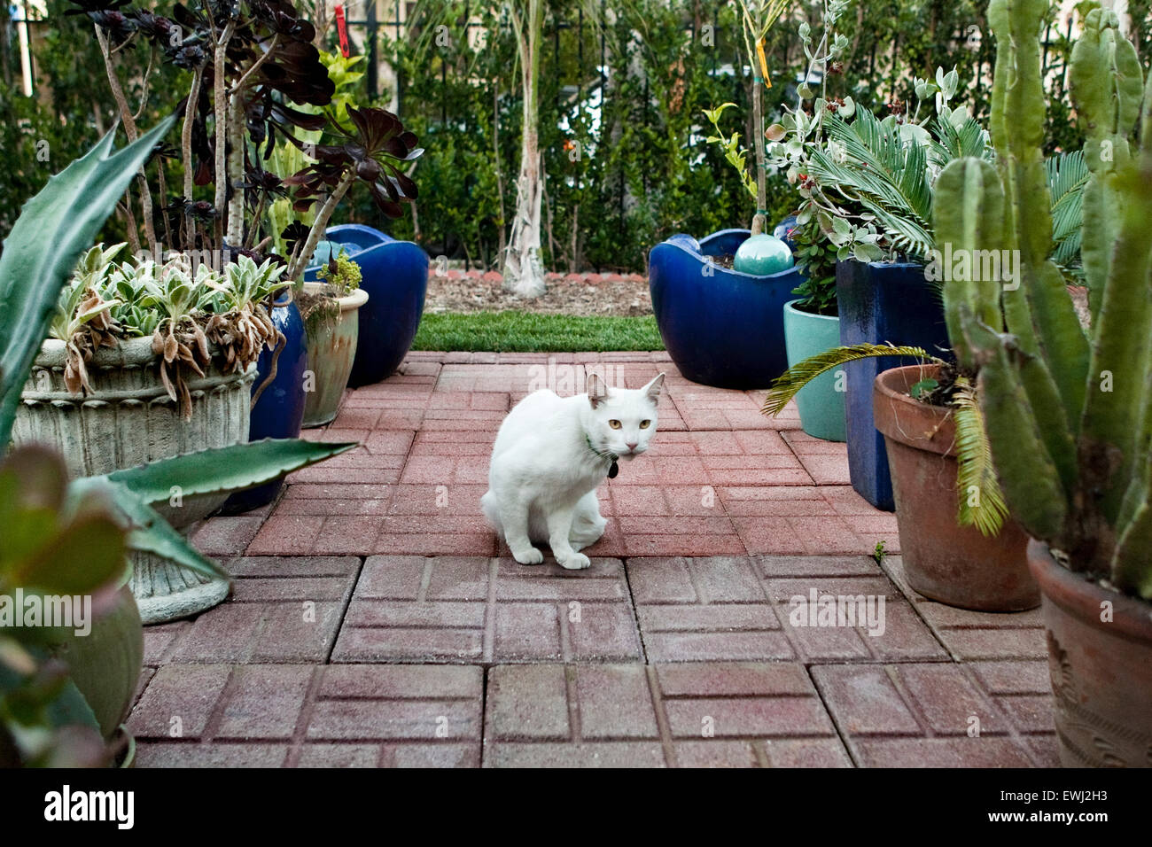 Sitting white cat on brick patio surrounded by potted plants in backyard of home Stock Photo