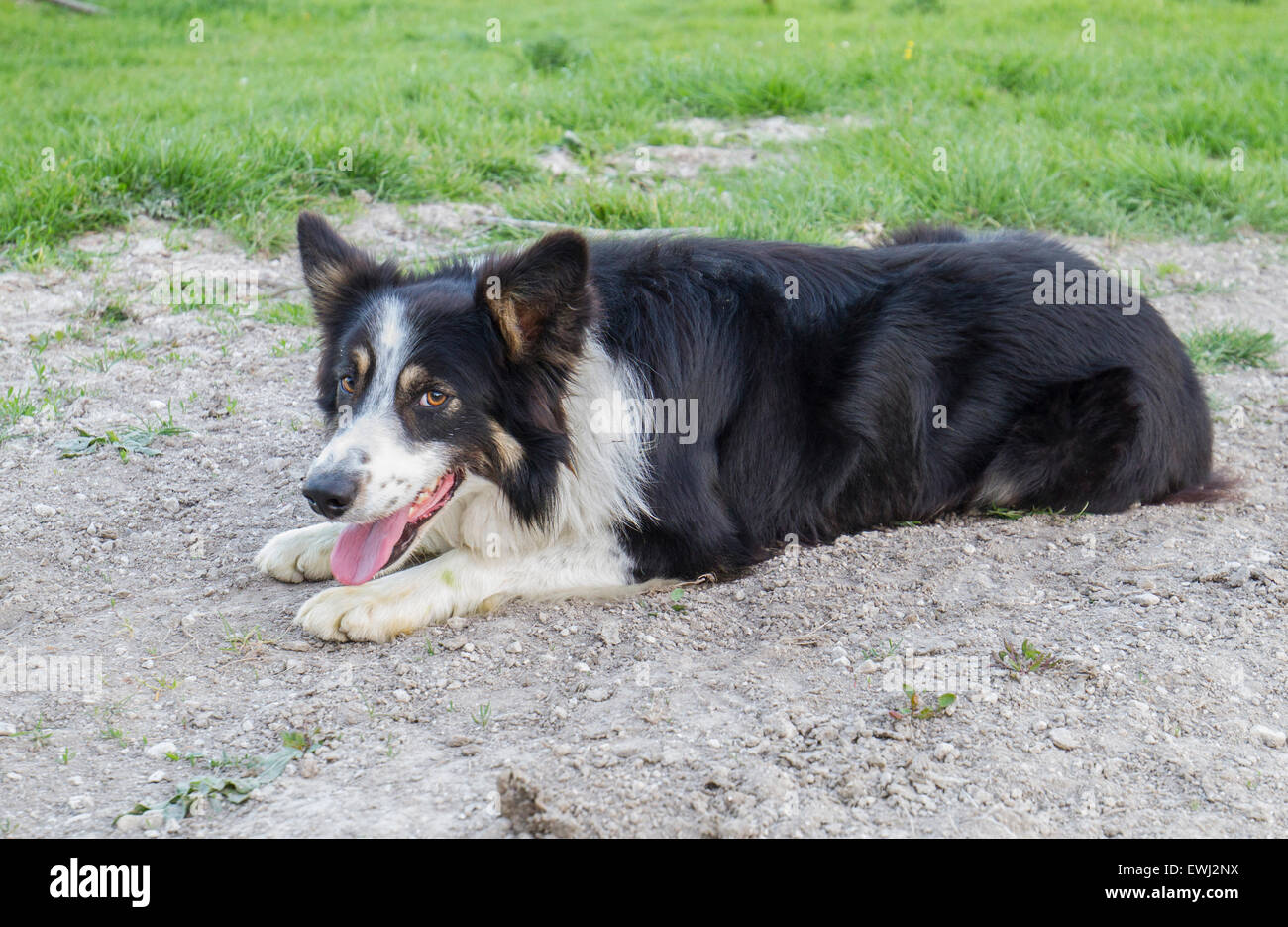 border collie farm dog in field Stock Photo