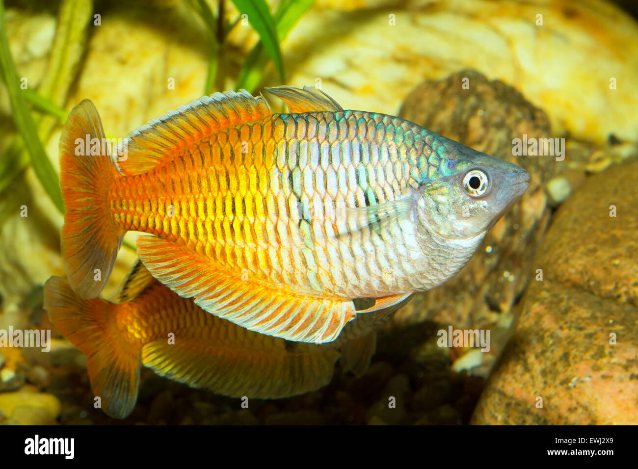 Rainbow fish from genus Melanotaenia in aquarium. Stock Photo