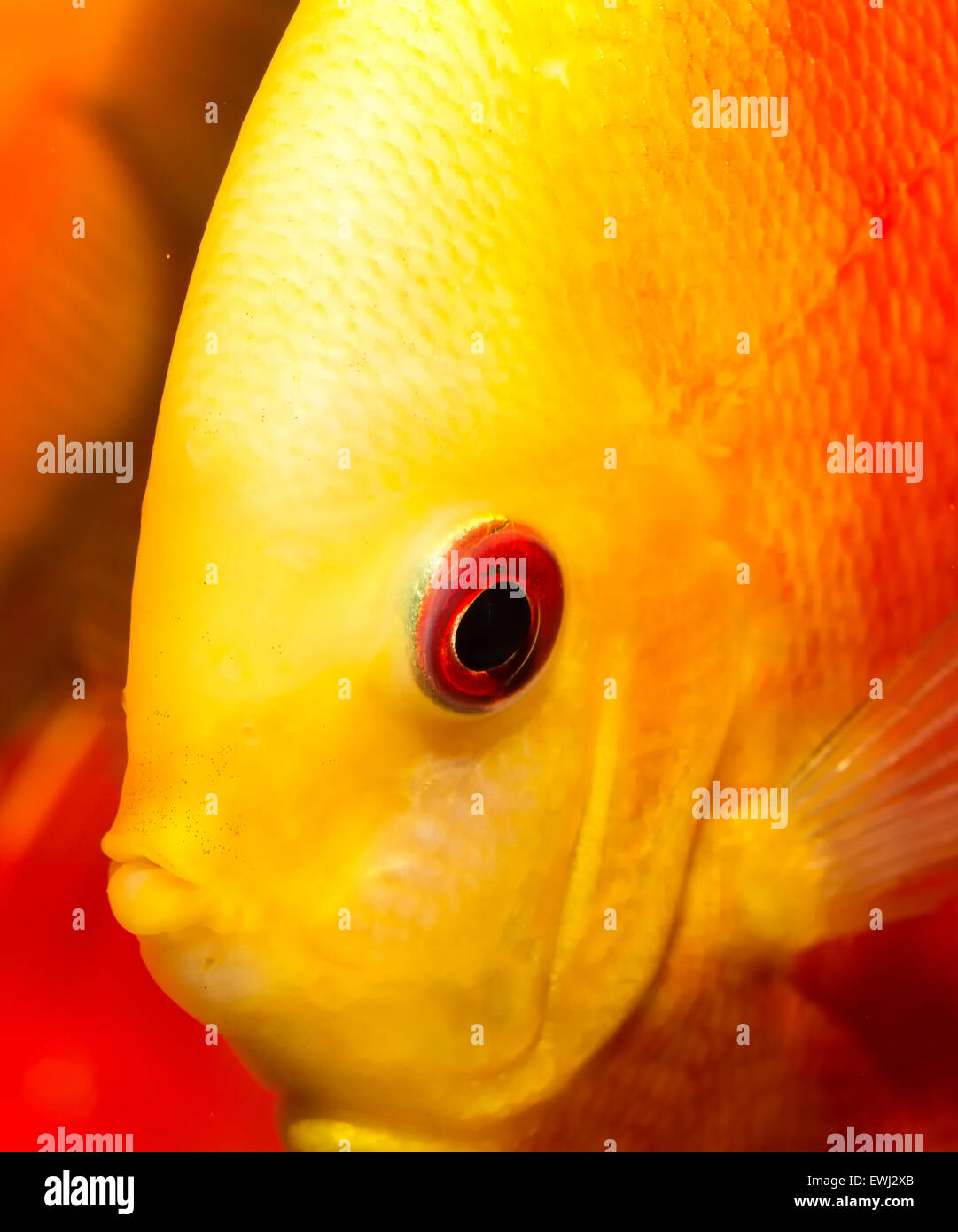 Portrait of red orange discus fish. Stock Photo