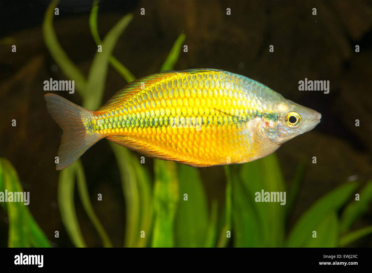 Rainbow fish from genus Melanotaenia in aquarium. Stock Photo