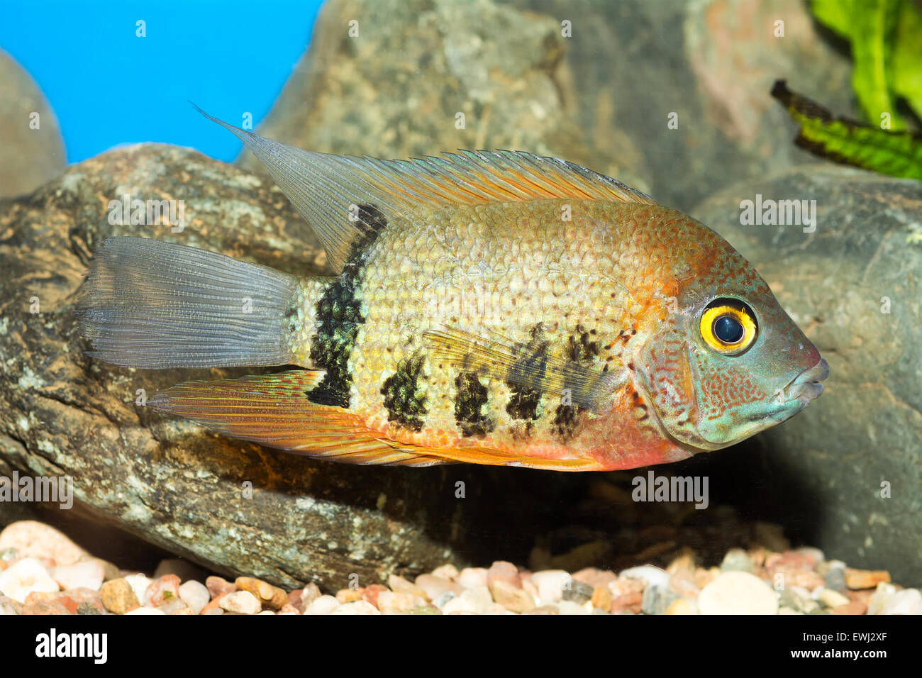 Aquarium cichlid fish from genus Heros. Stock Photo