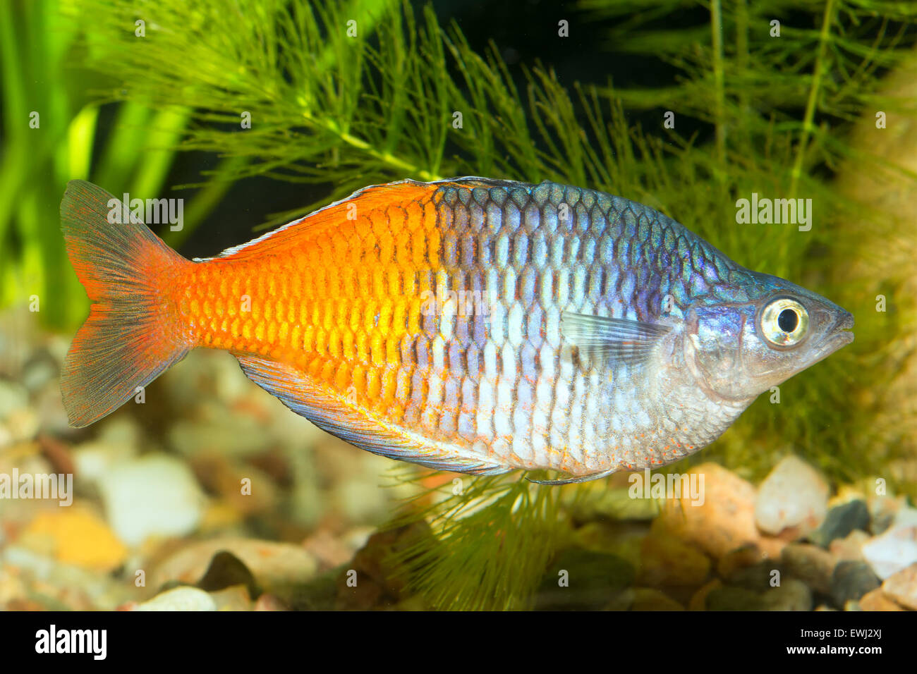 Rainbow fish from genus Melanotaenia in aquarium. Stock Photo