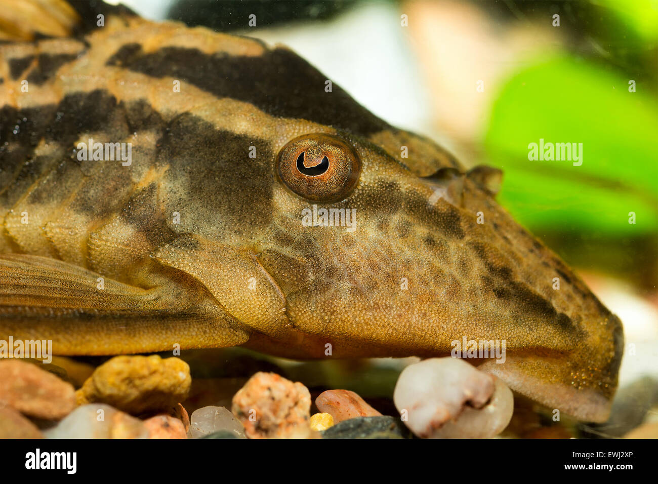 Detailed view of suckermouthfish head in aquarium. Stock Photo