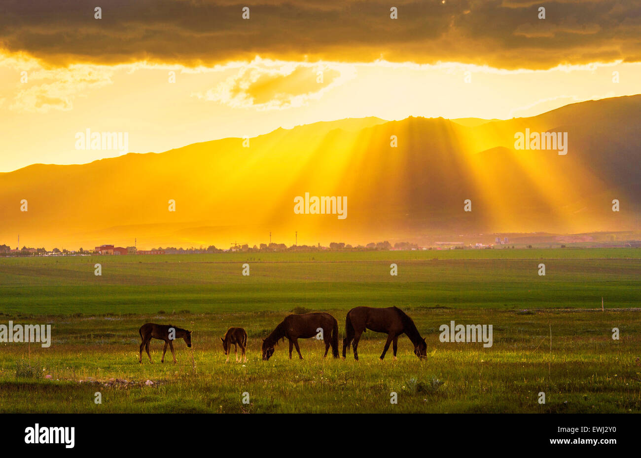 The sunset shines horses on the beautiful Keerkante grassland in Zhaosu county, Yili Kazakh Autonomous Prefecture, Xinjiang Uygh Stock Photo