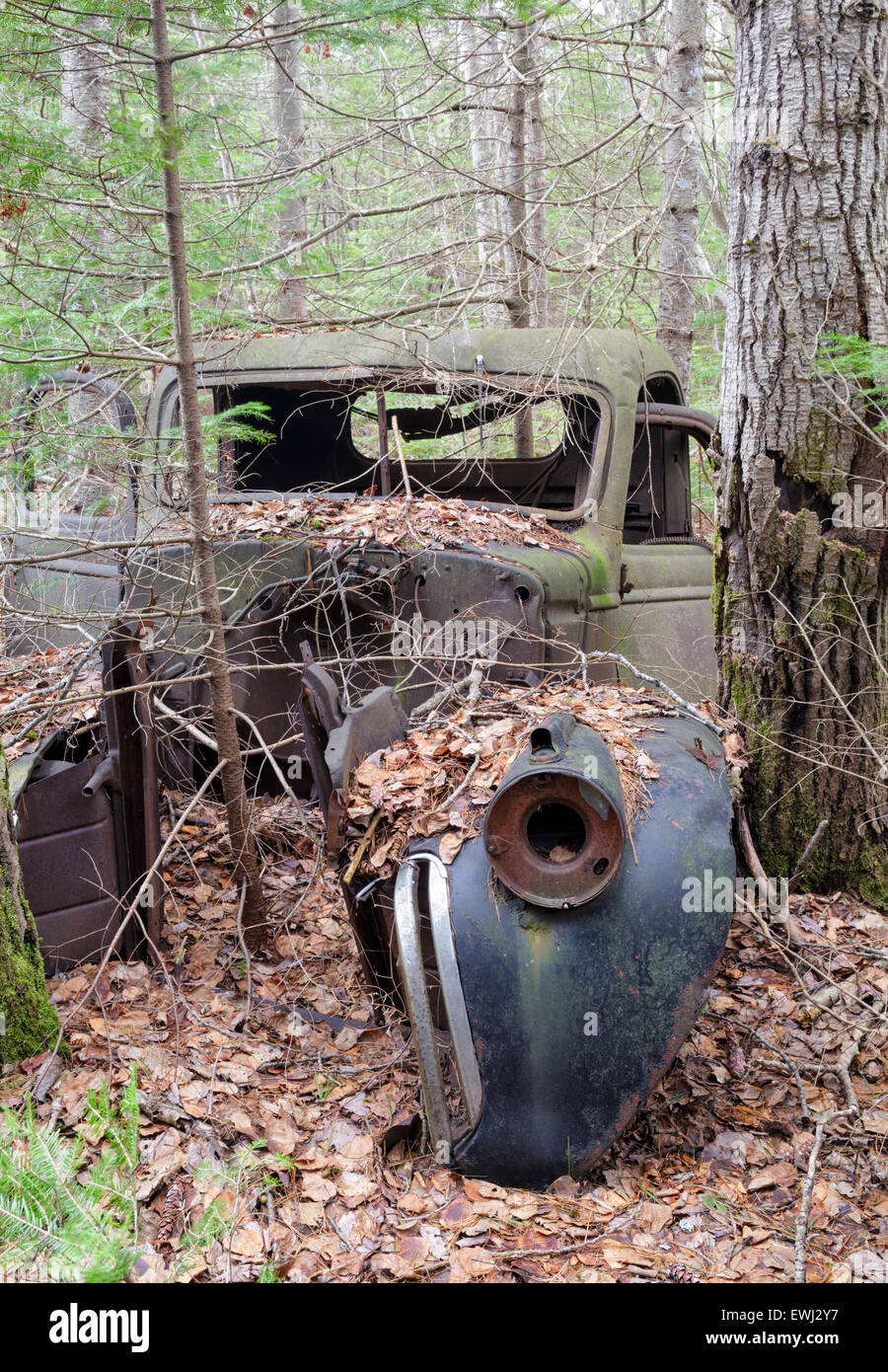 Abandoned truck in forest of Franconia, New Hampshire USA during the spring months. This is possibly a late 1930s / 1940s Chevro Stock Photo
