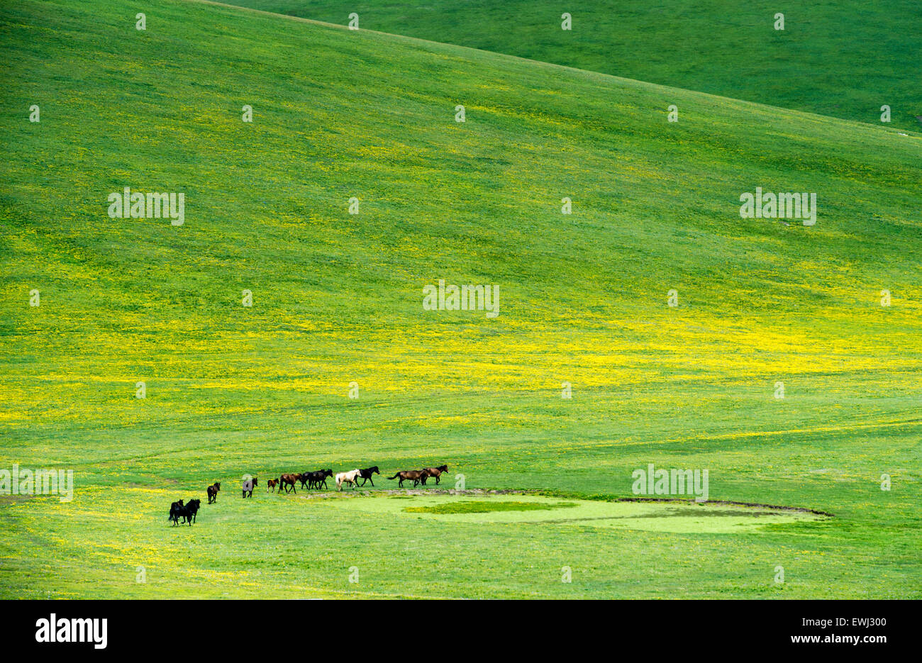 The view of horses on Yili kalajun prairie in Yili city, Xinjiang ...