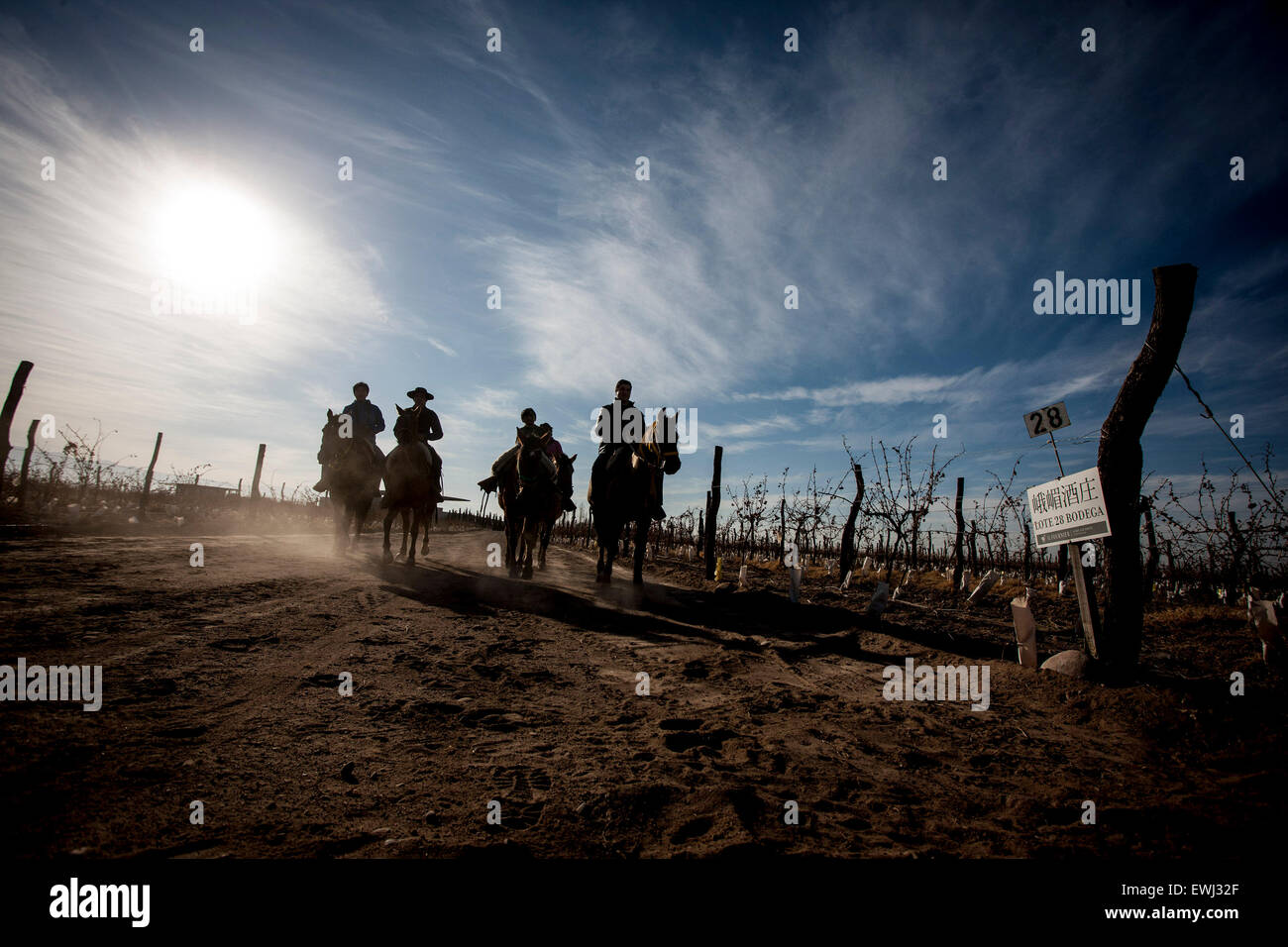 Mendoza. 24th June, 2015. Image taken on June 24, 2015 shows visitors crossing a vineyard during a tour through the vineyards of the O. Fournier Winery, in LaLa Consulta city, Mendoza province, 1,170km away of Buenos Aires city, Argentina. © Martin Zabala/Xinhua/Alamy Live News Stock Photo