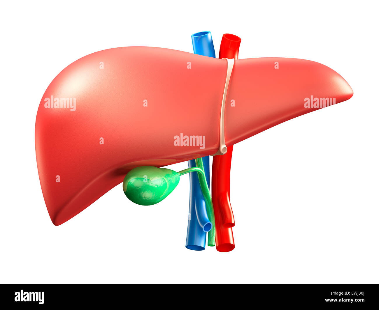 Liver and gallbladder colorful 3D illustration isolated on white background Stock Photo